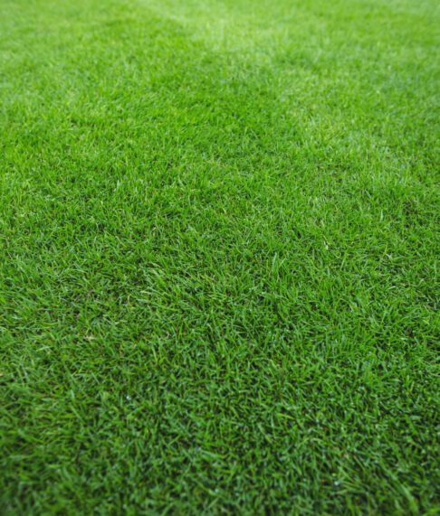Green grass field background, full frame