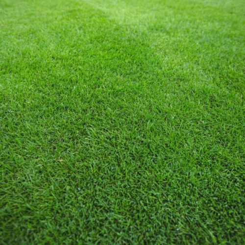 Green grass field background, full frame